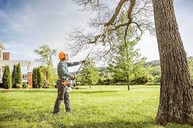 Best Tree and Shrub Care  in Solvay, NY