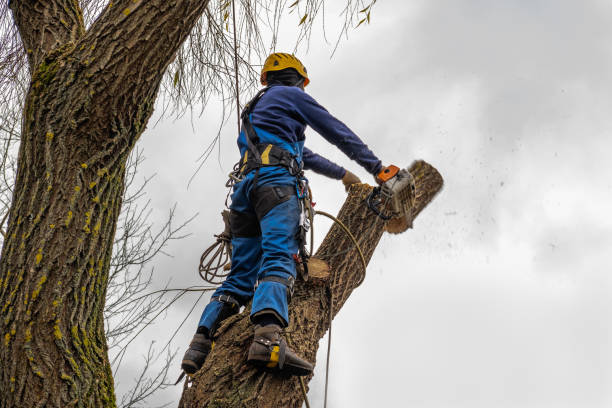 Professional  Tree Services in Solvay, NY